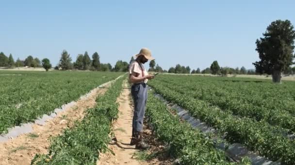 Man Make Call Garden Male Farmer Green Tomato Field Making — Stockvideo