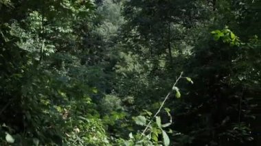 Orman manzarası derinlikleri, kalın ağaç dalları ve yeşil yapraklar, oksijen kaynağı ormanlarımız, yeşil ağaçlık alan, temiz hava.