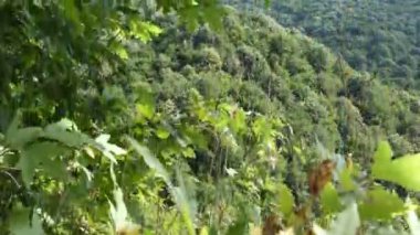 Sycamore Şube Resimleri, iştah açıcı yeşil çınar ağacı resmi, yeşil orman alanları, karbon ayak izi, iklim değişikliği, oksijen kaynağımız olan ağaçlar.