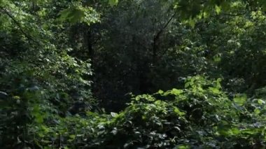 Oksijen Kaynak Ormanları, ormanın yeşil derinlikleri, sık yapraklı ağaçlar, orman manzarası, temiz hava kaynağı, iklim krizi