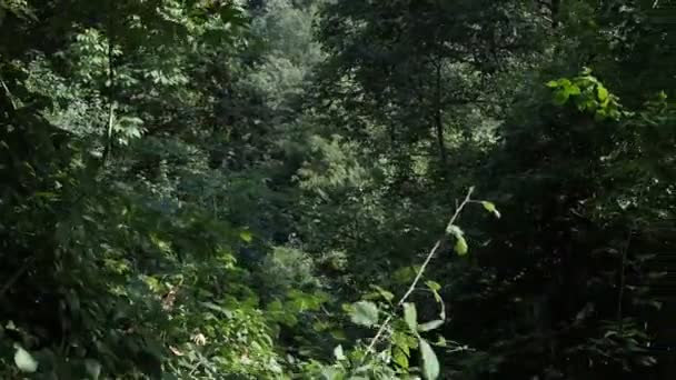 Diepte Van Het Bos Uitzicht Dikke Takken Groene Bladeren Onze — Stockvideo