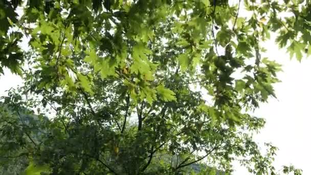 Feuilles Sycomore Célèbres Image Feuilles Vertes Denses Sycomore Feuilles Arbre — Video