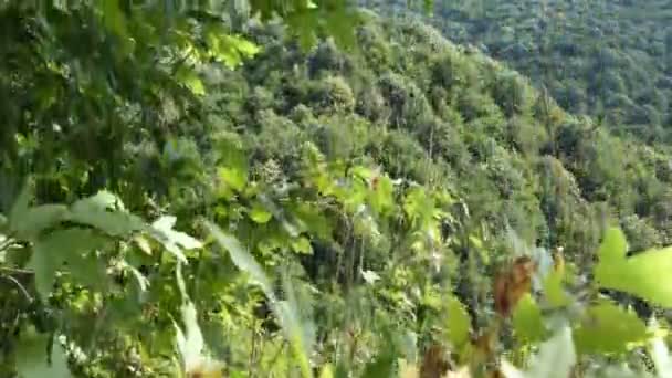 Sycamore Branch Imagens Imagem Árvore Sicômoro Verde Apetitoso Áreas Floresta — Vídeo de Stock