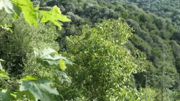 Feuilles Vertes Foresterie Forêt Verdoyante Sur Forêt Empreinte Carbone Poumon — Video