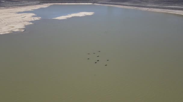 Баклан Плавание Пруду Водные Животные Плотине Плавающие Птицы Естественная Среда — стоковое видео