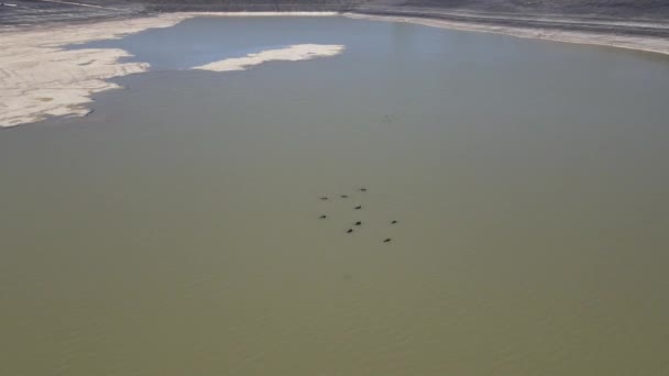 Cormorán Nadando Estanque Animales Acuáticos Presa Aves Nadadoras Hábitat Natural — Vídeos de Stock