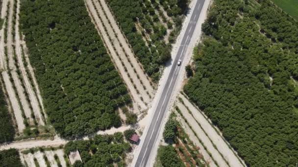 花园之间的公路 肥沃土地上的公路 三角洲河岸的交通工具 — 图库视频影像