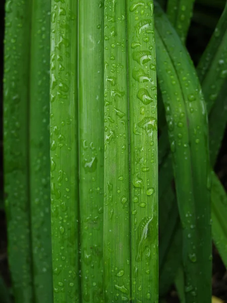 Leaves — Stock Photo, Image