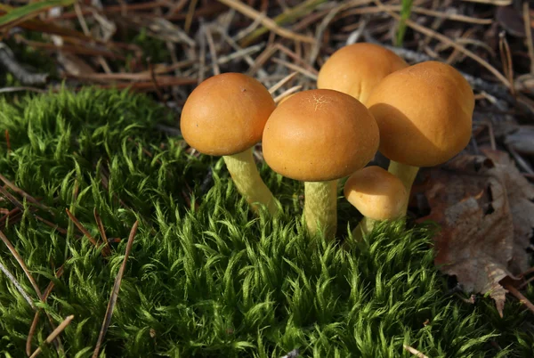Armillariella mellea