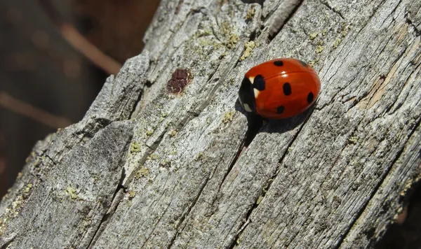 Coccinelle — Photo