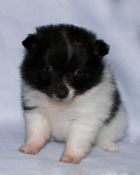 Pomerania cucciolo — Foto Stock