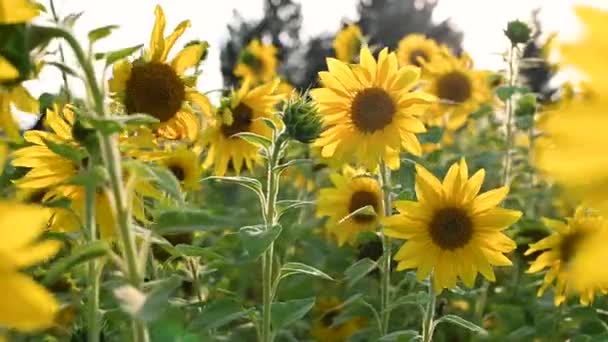 太陽の花は風に吹かれる。ひまわりの上にバンブルビーが座っている。ひまわり畑. — ストック動画