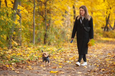 Siyah ceketli ve beyaz ayakkabılı güzel bir kadın sonbahar parkında tasmalı küçük bir köpekle yürüyor. Yorkshire Teriyeri yürüyüşe çıktı. Hayvan bakımı.