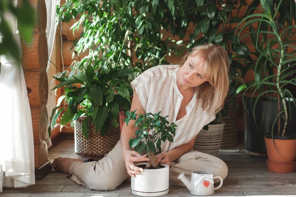 A beautiful blonde woman in beige clothes takes care of a ficus in a white pot. Home gardening and floriculture. — Stock Photo, Image