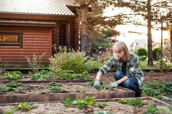 Μια όμορφη ξανθιά γυναίκα δουλεύει στην πίσω αυλή. Μια γυναίκα φροντίζει θάμνους φράουλας χρησιμοποιώντας εργαλεία κήπου. Μια γυναίκα ασχολείται με την κηπουρική το ηλιοβασίλεμα. Η γυναίκα ασχολείται με την κηπουρική. Αντιγραφή χώρου. — Φωτογραφία Αρχείου