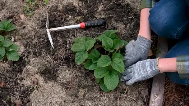 Les mains d'une femme en gants de tissu prennent soin d'un buisson de fraises ou de fraises. Vue de dessus. Jardinage et agriculture. — Video
