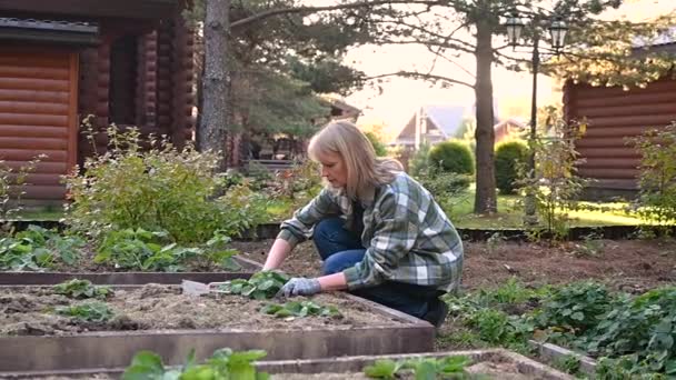 Een volwassen blonde vrouw van middelbare leeftijd is bezig met tuinieren. Een aantrekkelijke vrouw in de achtertuin transplanteert aardbeienstruiken. — Stockvideo