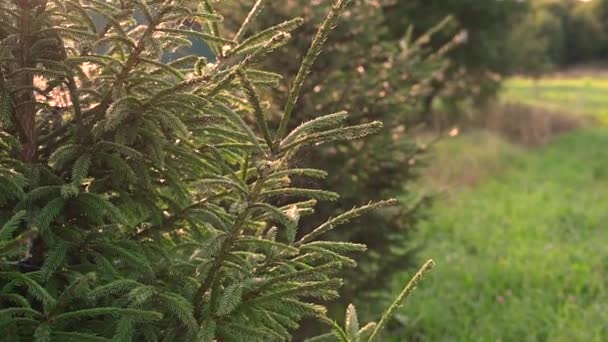 Ветви ели на закате светлые обвисли на ветру. Паутина на ветвях ели. Расслабляющий вид на летний лес. — стоковое видео