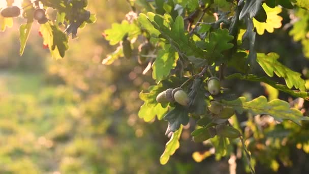 An oak branch with acorns in sunset light. Close-up. Calm evening nature. — Stock Video