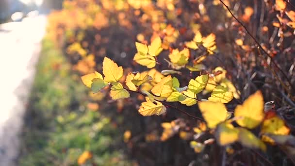 Varm solig höstdag. Höstens natur. Ljusgula blad på busksvamp i vinden i solljuset. närbild — Stockvideo