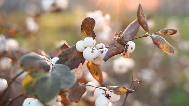 Bela natureza em uma noite fria de outono. Arbusto de baga de neve com bolas brancas e folhas de secagem na luz do pôr do sol. — Vídeo de Stock