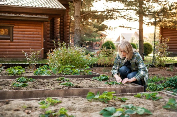 Μια όμορφη ξανθιά γυναίκα δουλεύει στην πίσω αυλή. Μια γυναίκα επεξεργάζεται φράουλες με τσουγκράνα. Μια γυναίκα ασχολείται με την κηπουρική. Αντιγραφή χώρου. — Φωτογραφία Αρχείου