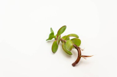 Beyaz arka planda kökleri olan sulu bir kabuksu bitkisinden çıkan genç bir filiz. Bitki nakli ve bahçe işleri..