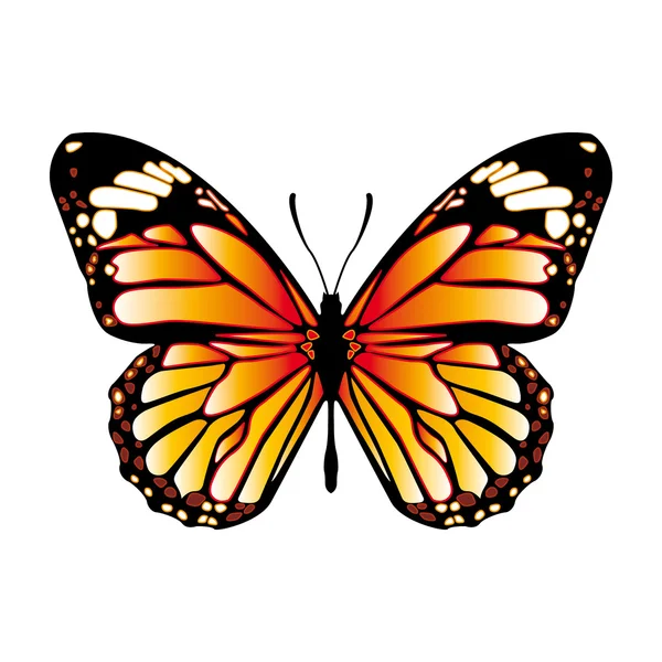 Метелик ізольований на білому — стоковий вектор