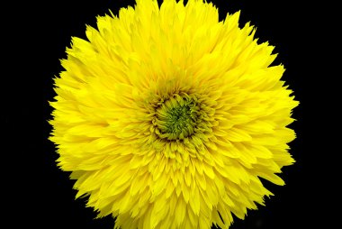 Sarı dekoratif ayçiçeği