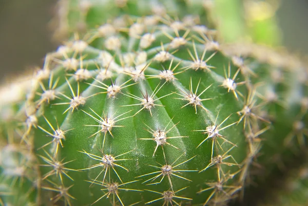 Green peyote — Stock Photo, Image