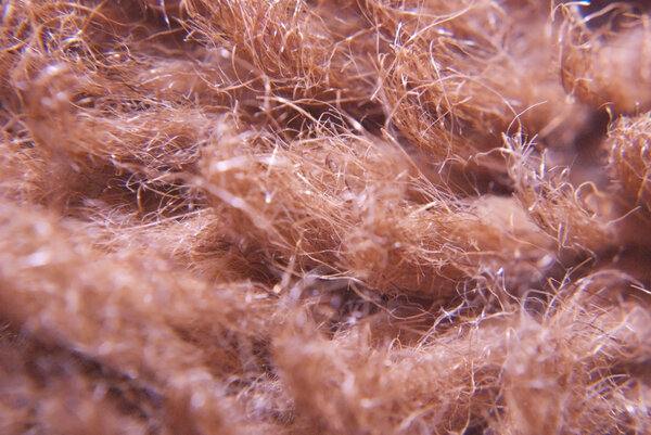 Wool under microscope