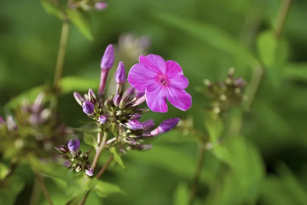 Blossoming flowers phlox — Stock Photo, Image
