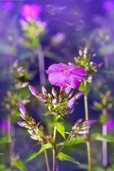 Magic blossoming flowers of perfect violet phlox — Stock Photo, Image