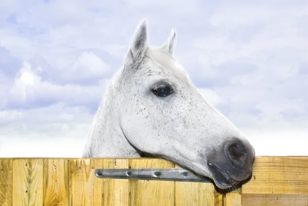 Un cheval blanc — Photo