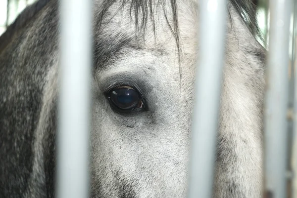 Cavallo dietro le sbarre — Foto Stock