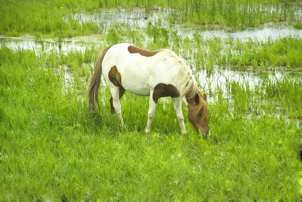 Witte pony — Stockfoto