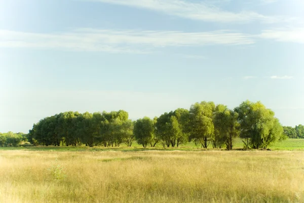 Augusti träd — Stockfoto