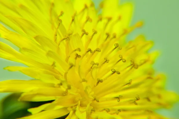 Zoomed yellow dandelion flower — Stock Photo, Image