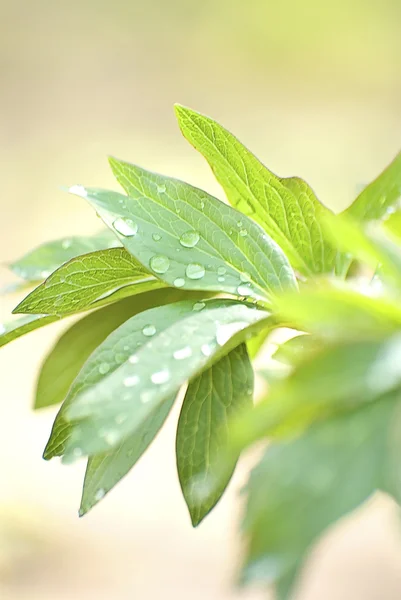 Green fresh leafs of garden pion — Stock Photo, Image