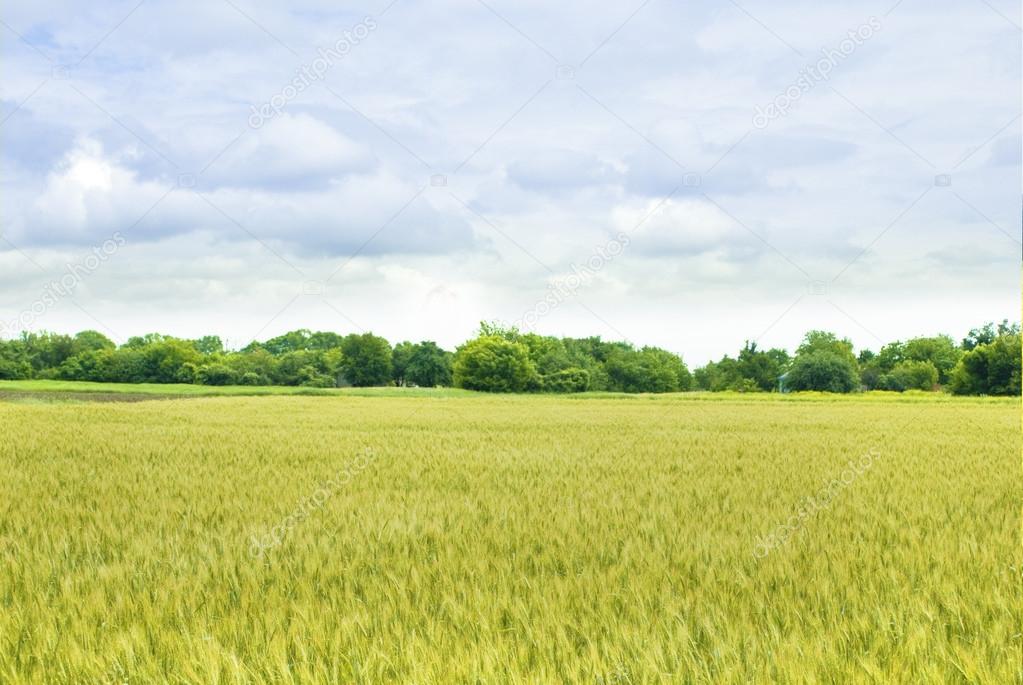Yellow field of wheat