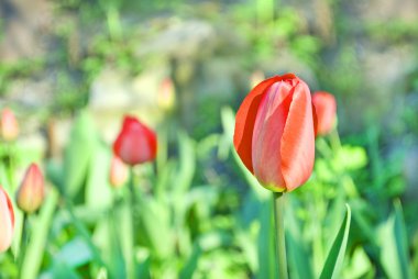 çayır kırmızı lale