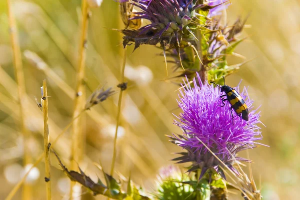 Randig beetle på blomma — Stockfoto