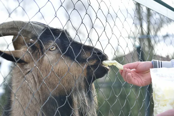 Feeding goat at zoo — Stock Photo, Image