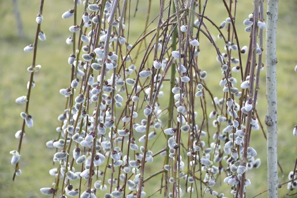 Spring pussy-willow — Stock Photo, Image