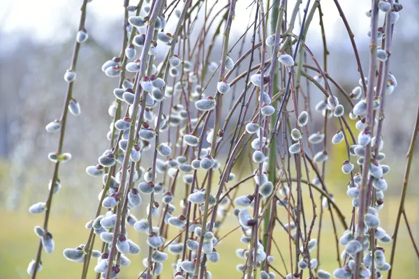Spring pussy-willow — Stock Photo, Image