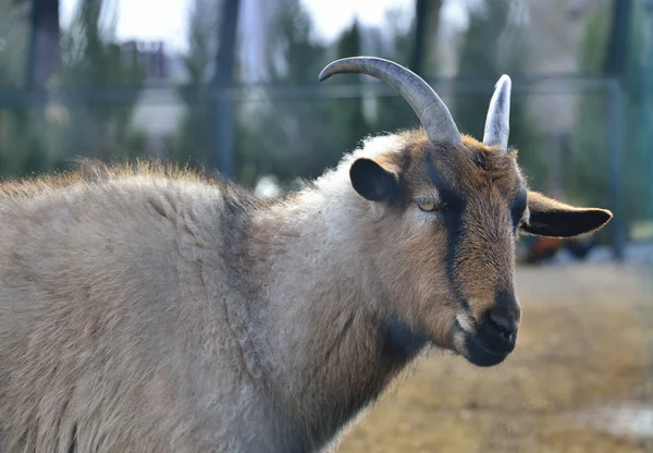Goat with horns — Stock Photo, Image