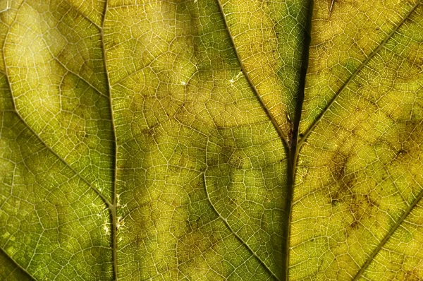 Leaf in autumn — Stock Photo, Image