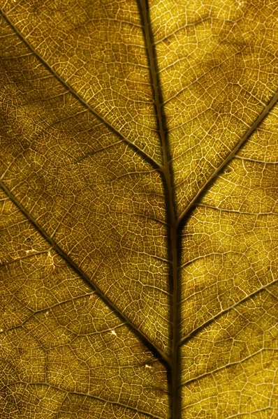 Löv på hösten — Stockfoto