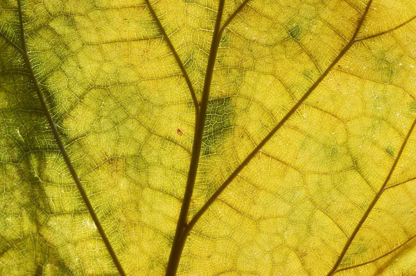 Blatt im Herbst Stockbild