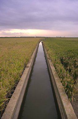 Valencia Albufera 'daki pirinç tarlaları için sulama kanalı olan dikey fotoğraf..